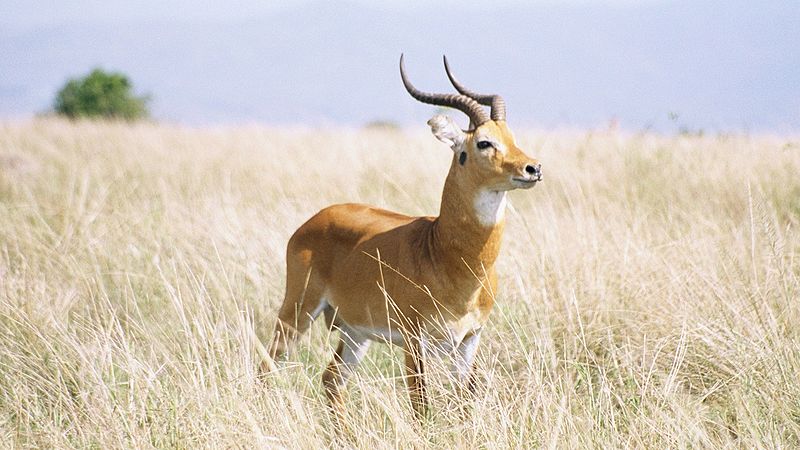 The Kob | Antelope Species of Africa