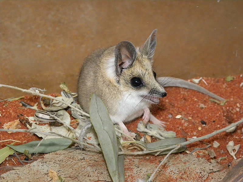 Fat-Tailed Dunnart | Marsupials