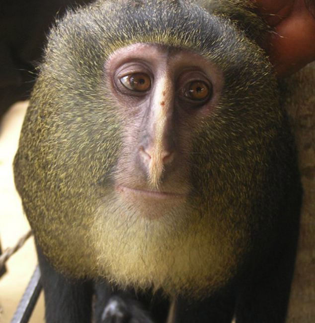 Newly Discovered Monkey - Lesula