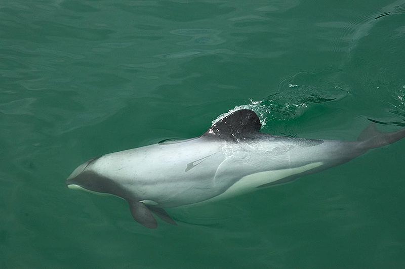 Smallest and Rarest Dolphin - Hector's Dolphin