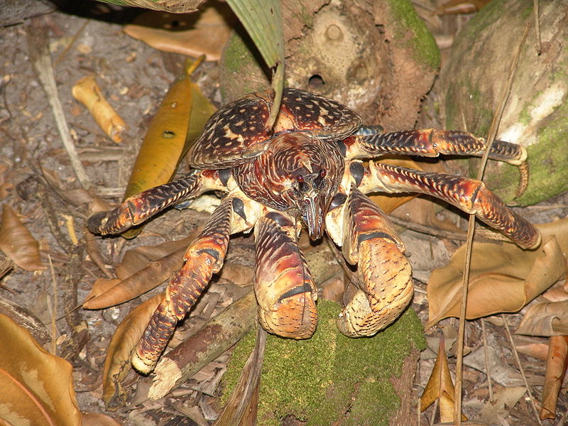 Largest Land Arthropod - Coconut Crab