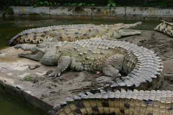 Largest Predator in South America - Orinoco Crocodile