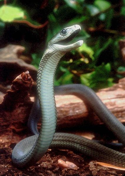 Worlds Deadliest Snake - Black Mamba