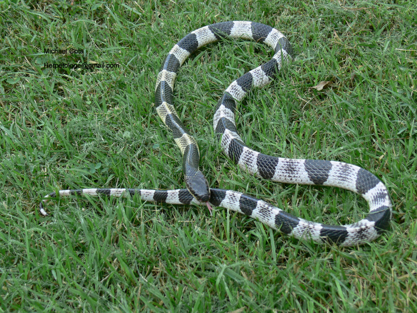 Most Dangerous Snakes - Blue Krait