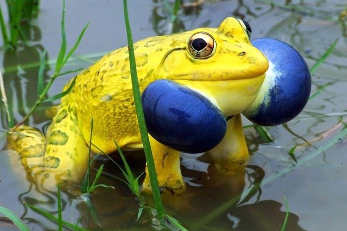 Αποτέλεσμα εικόνας για indian bull frog