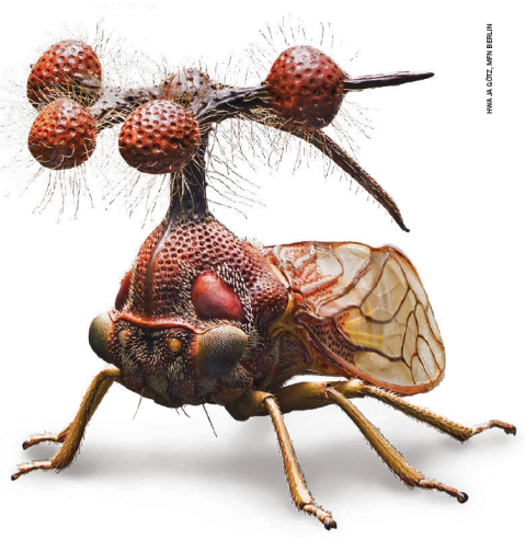 Brazilian Treehopper