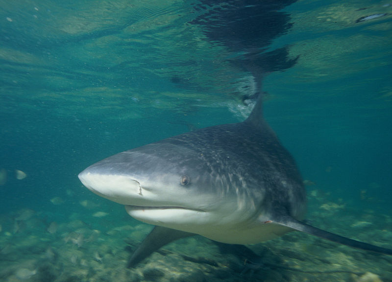 Most Dangerous Shark - Bull Shark