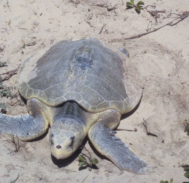 Kemp Ridley's Sea Turtle