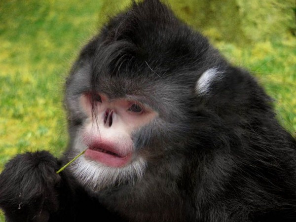 Burmese Snub-Nosed Monkey