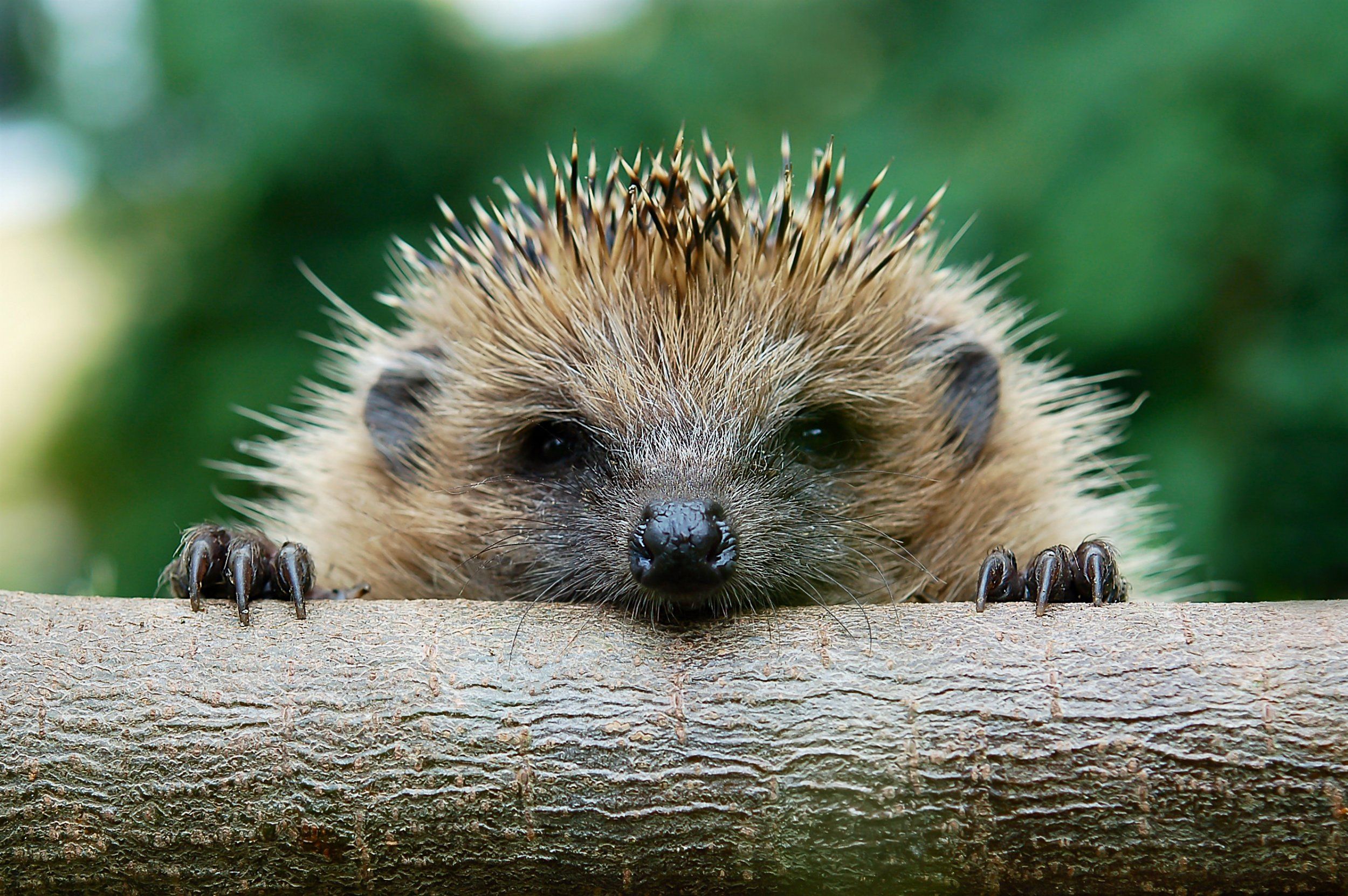 Hedgehog Image
